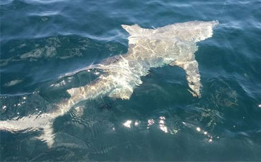 shark-charters-pensacola Fishing for shark in pensacola on guided trip