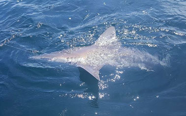 shark-fishing-pensacola Guided shark fishing trip in Pensacola