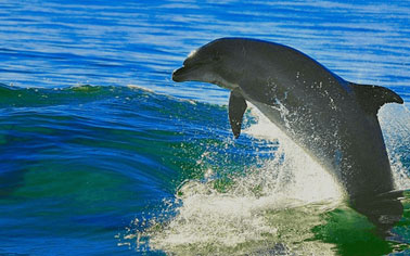 dolphin-jumping Dolphin Jumping and Eco Tour Perdido Key