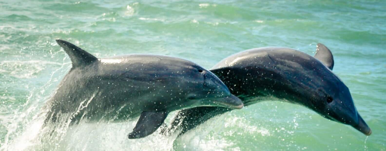 Dolphin Tour Pensacola