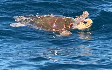 Sea Turtle Panama Beach Trip