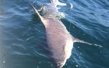 shark Shark Charter Fishing Trip Pensacola