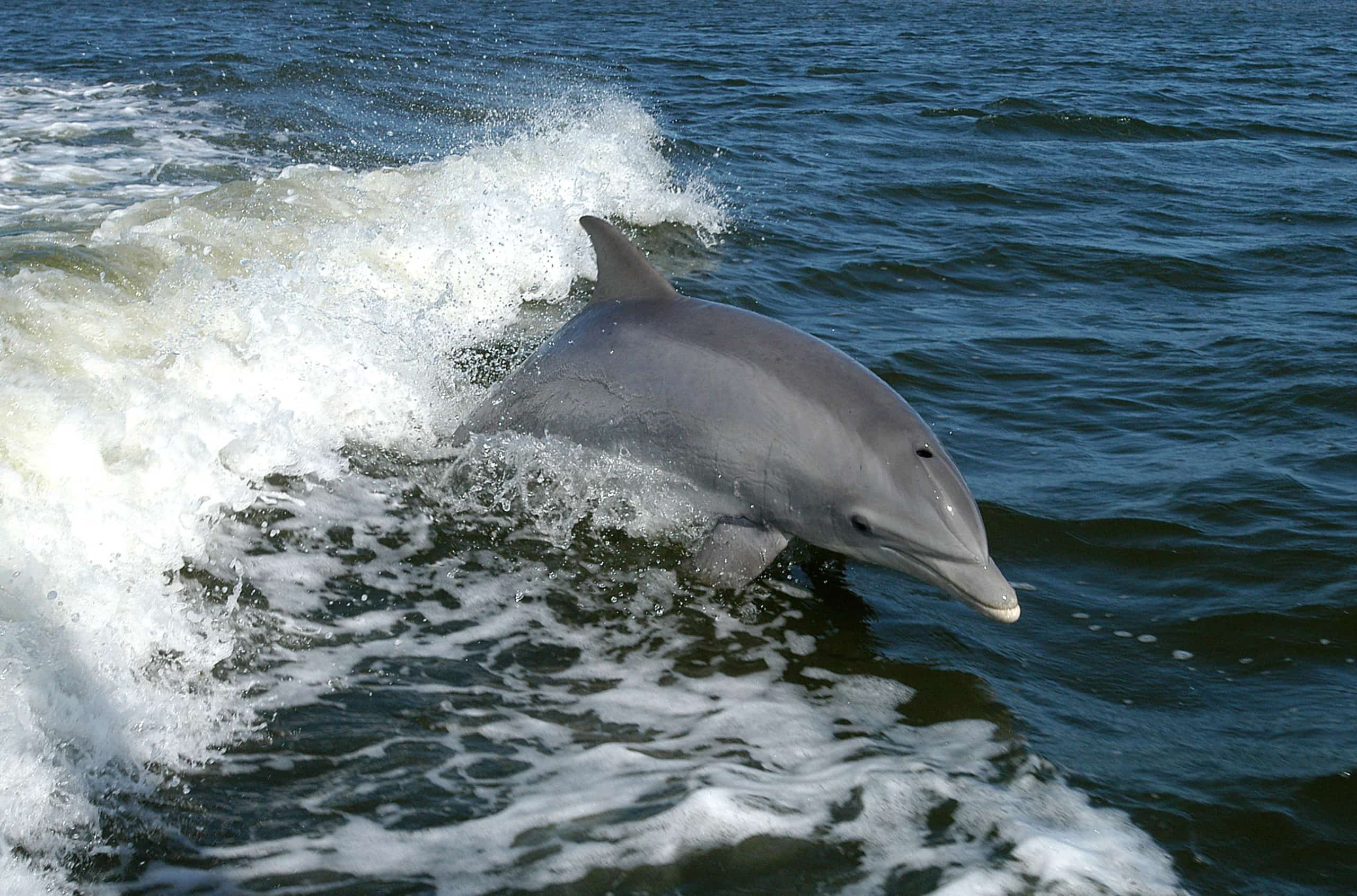 Rock Bottom Charters 12350 Gulf Beach Hwy Pensacola, Florida, 32507  (850) 221-6254