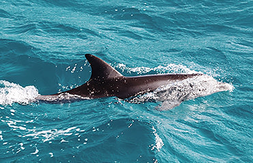 Dolphin swimming off Pensacola Beach