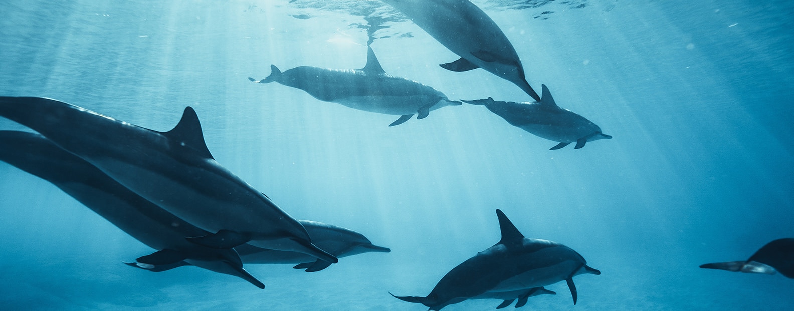 Dolphins swimming underwater off the Gulf Coast