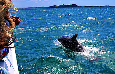 Dolphin eco tour near Perdido Key