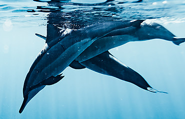 Dolphins swimming underwater off Orange Beach Alabama