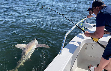 Pensacola Beach shark fishing trip